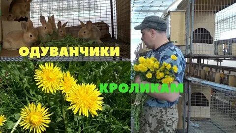 Можно ли кроликам одуванчики