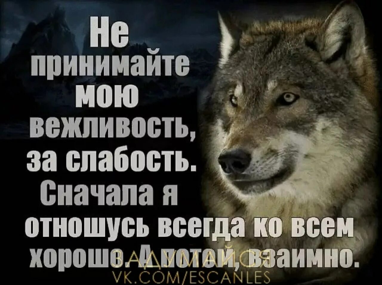 Слова не всегда являются ответом. Статусы с волками жить по Волчьи выть. Не принимайте мою вежливость за слабость. Статусы с волками. Доброту за слабость.