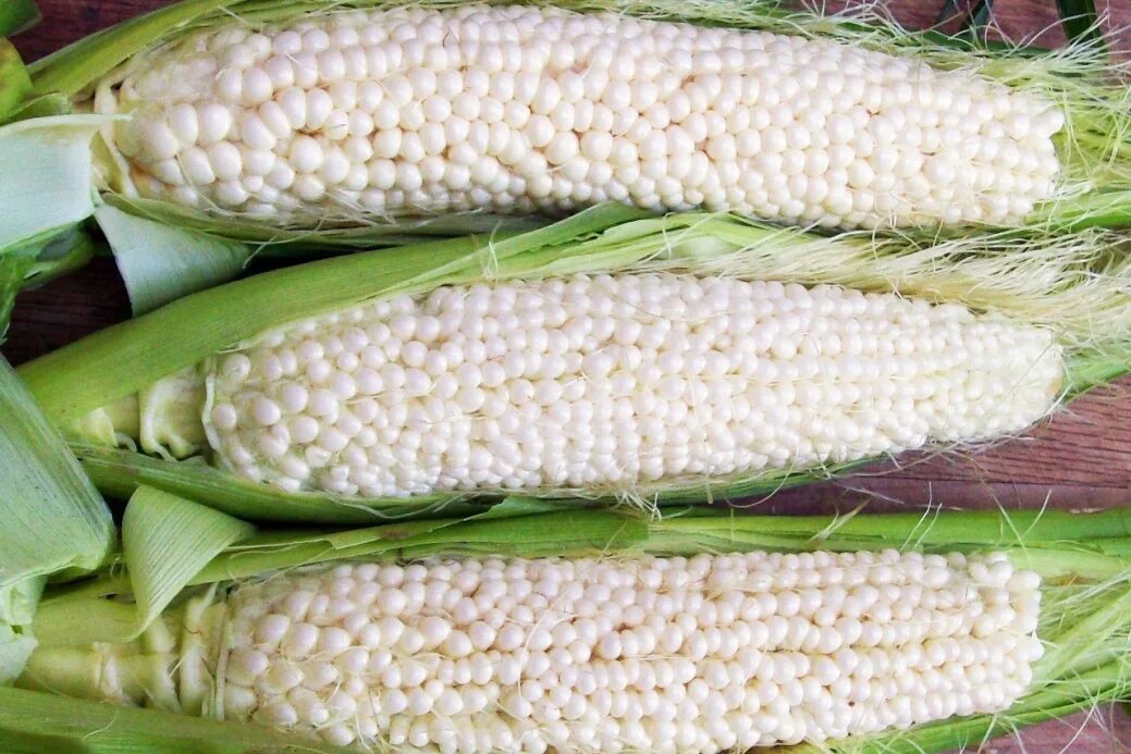 Початок 2. Кукуруза белая сорта. Мраморная кукуруза сорт. Кукуруза Country Gentlemen. Сахарная кукуруза.