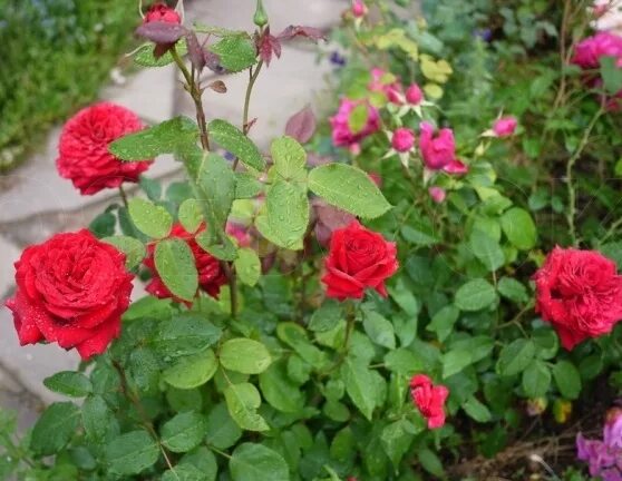 роза ренессанс флорибунда. роза isabelle aubret. роза чайногибридная изабель. роза изабелла ренессанс. роза изабель ренессанс.