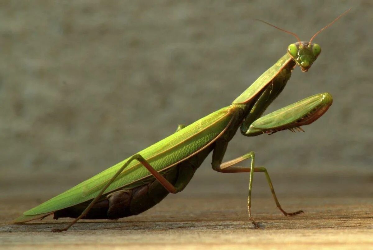 Богомол обыкновенный насекомые. Богомол обыкновенный (Mantis religiosa). Земляной богомол. Земляной богомол (Geomantis Larvoides).