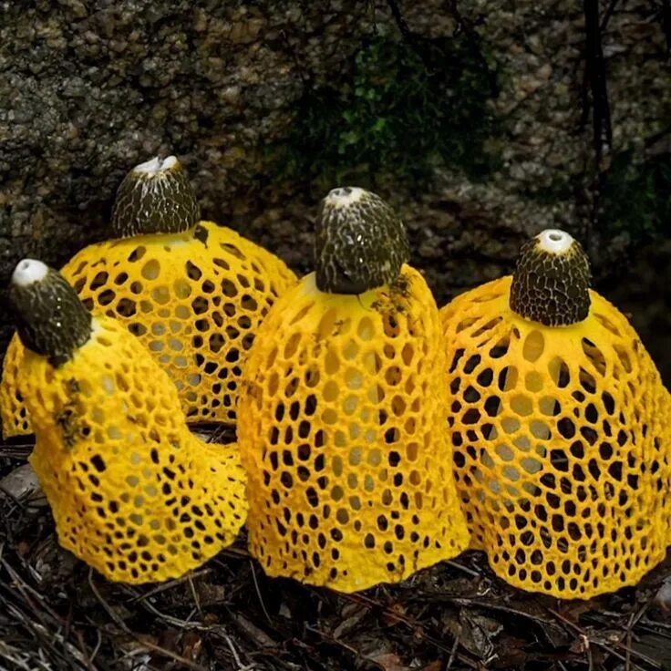 сетконоска сдвоенная фото