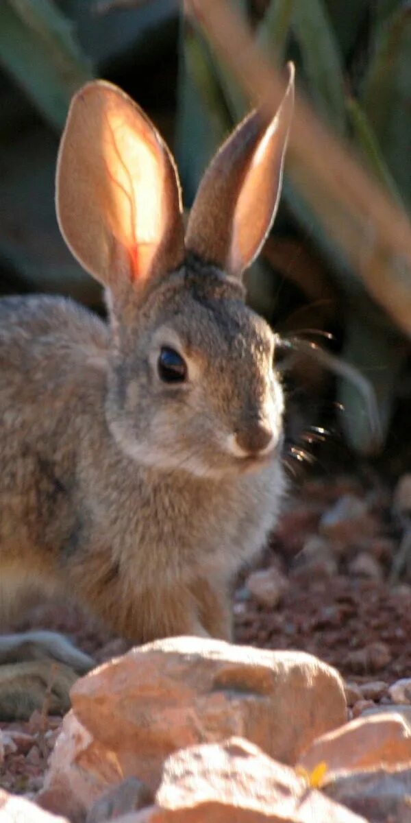 Смешные кролики. Какие у зайца уши. Европейский кролик. Заяц с ушами милота. Заяц анфас.