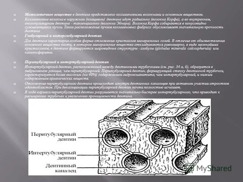 Хрящевая ткань состоит из клеток хондроцитов. Дентин и дентинные канальцы. Функции эластина биохимия. Микропрепарат соединительной ткани. Межклеточное пространство строение.