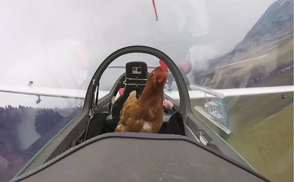Смешной вертолет. Курица в самолете. Курица за рулем. Курица летает. Кидать курицу