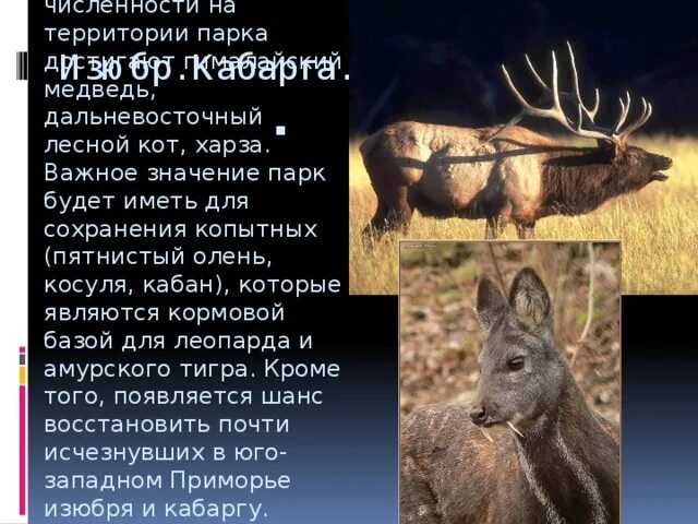 Какие отношения складываются между кабаргой и оленем