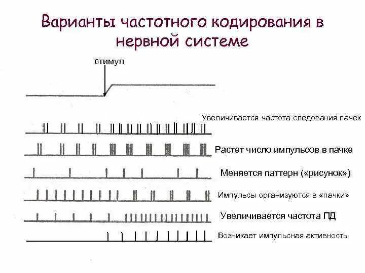 Кодирование сигналов в нервной системе. Кодирование сигналов в нервной системе