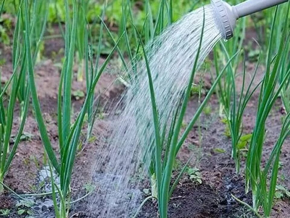 Нужно ли поливать лук после посадки. Лук-порей полив. Лук шалот и лук порей.