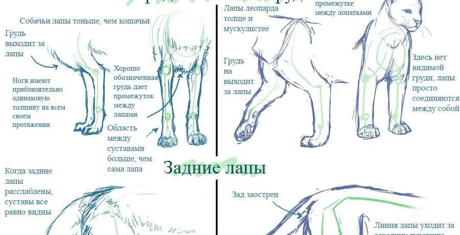 Как понять лапки. Анатомия кошачьих задних конечностей. Анатомия конечностей задних лап собак. Строение кошачьей лапы задней. Строение лап у собак анатомия.