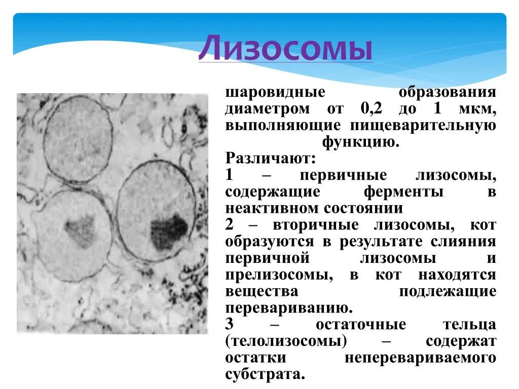 Первичные лизосомы образуются