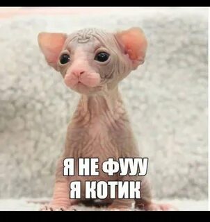 Ти вид