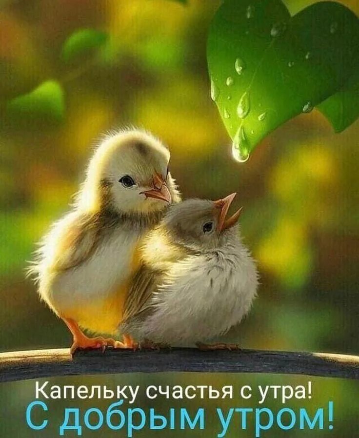 Картинки с добрым утром красивые с птицами. Милые птички. природа птицы. красивые птицы. маленький птенчик.