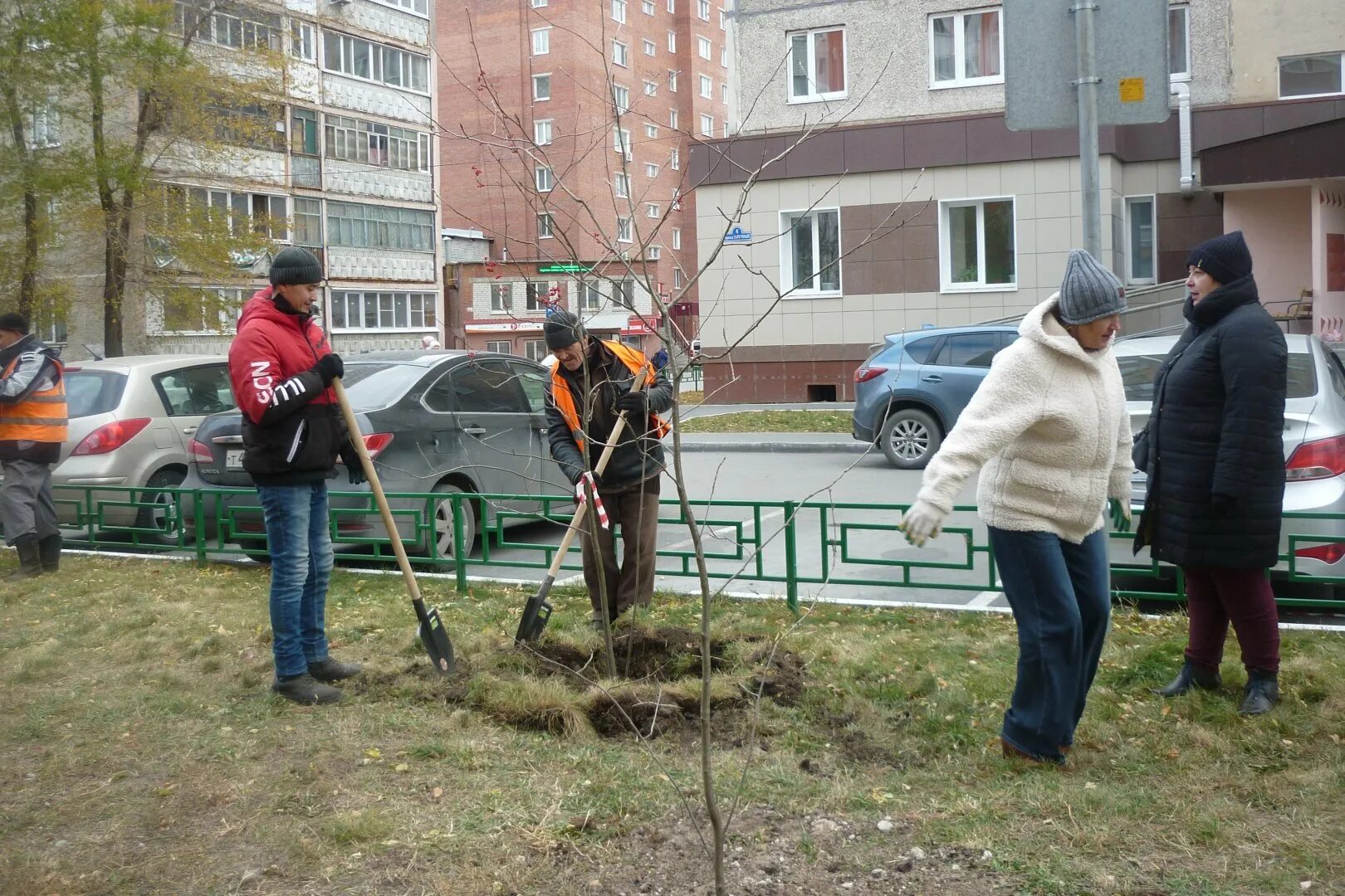 Высота деревьев во дворах
