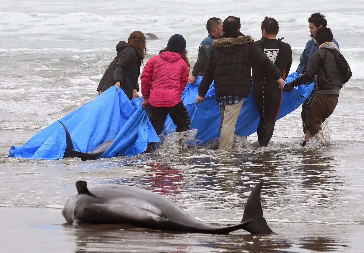 Спасение морских животных. Дельфин выбросился на берег. Почему дельфинов выбрасывает на берег