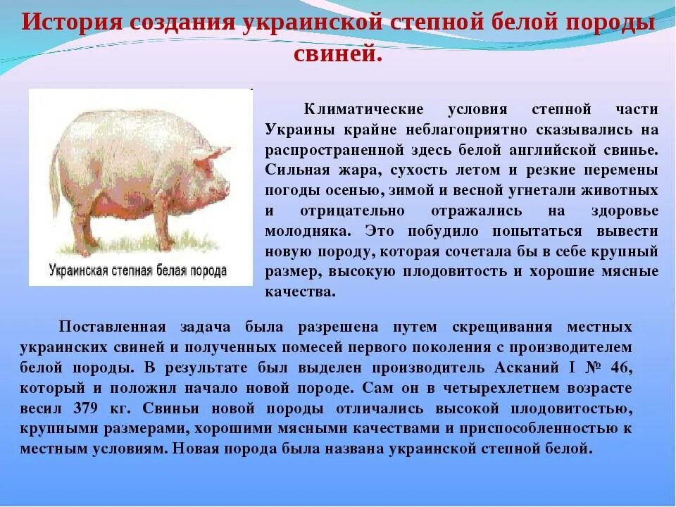 Сообщение о свиноводстве