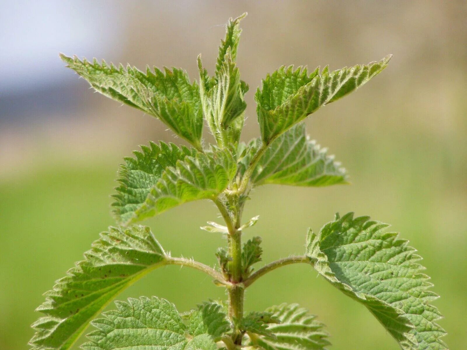 Крапива (Urtica dioica). Крапива двудомная. Крапива двудомная (URTICADIOICAL.). Крапива двудомная (Urtica dioica l.). Как выглядит крапива