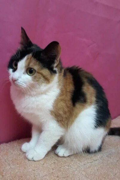 Как выглядит трехцветная кошка How to Make Your Feline Feel at Home Gatitos lindos, Mascotas, Gatos