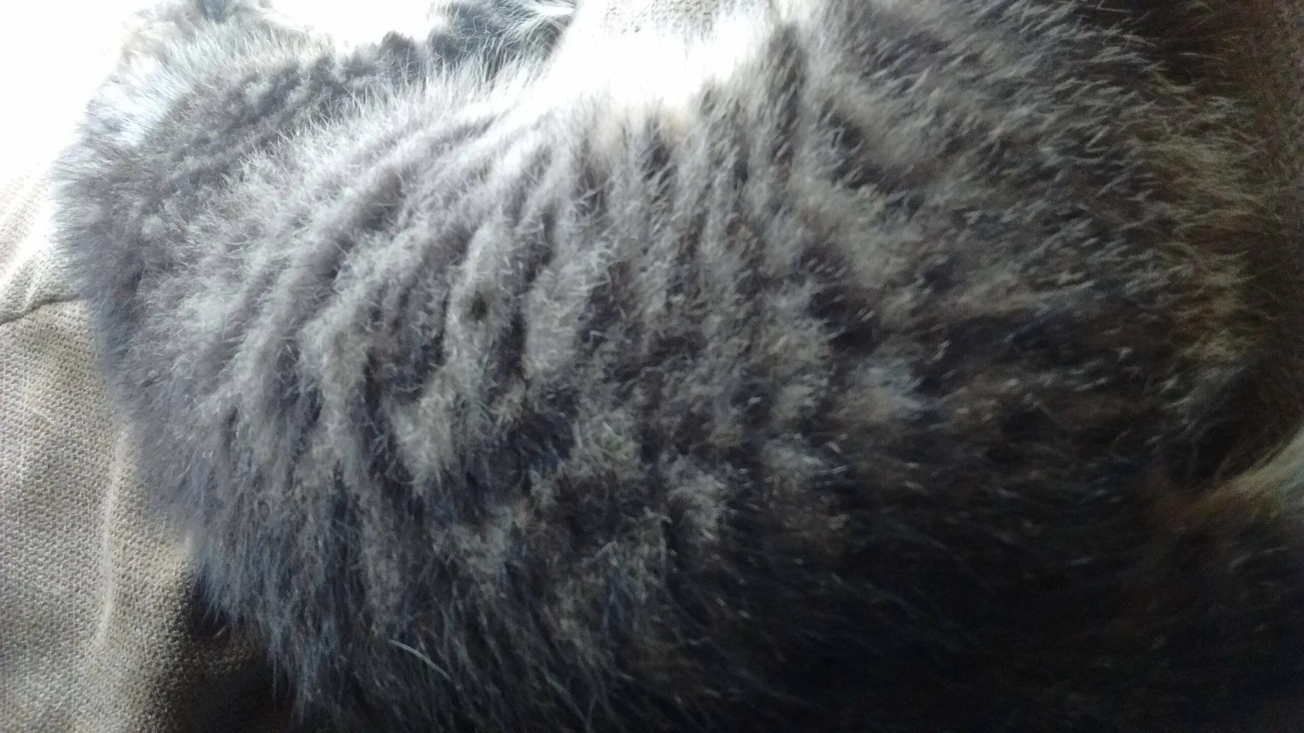 У котенка короткая шерсть. Проплешина у британского кота. шерсть кошки. красивая кошачья шерсть.