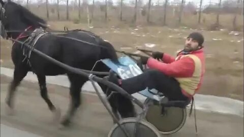 Цыганы продают лошадь