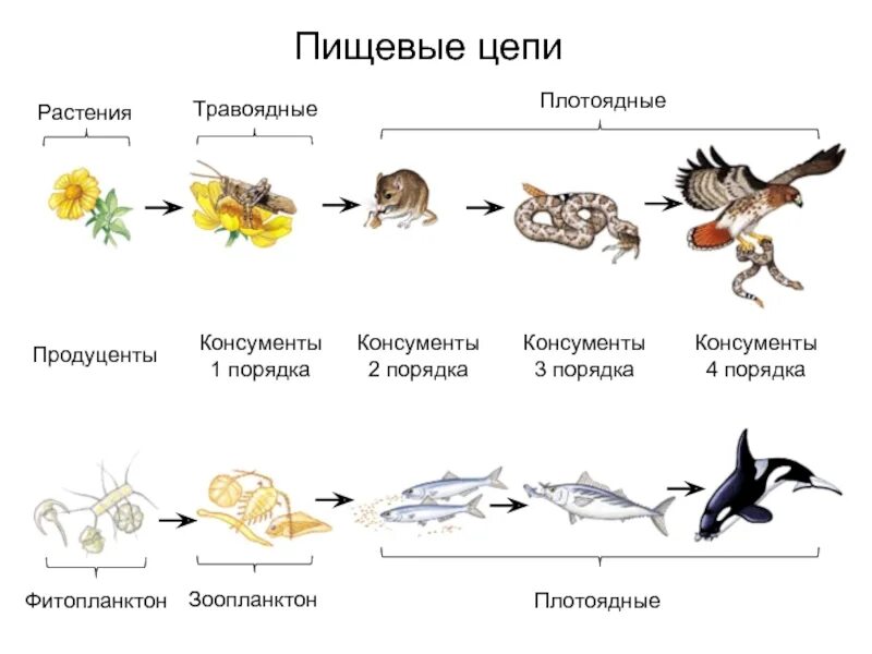 Консументы ответ 2. Схема цепей питания организмов. схемы пищевых цепей примеры. растительноядные консументы 1 порядка. консументами первого порядка питаются.