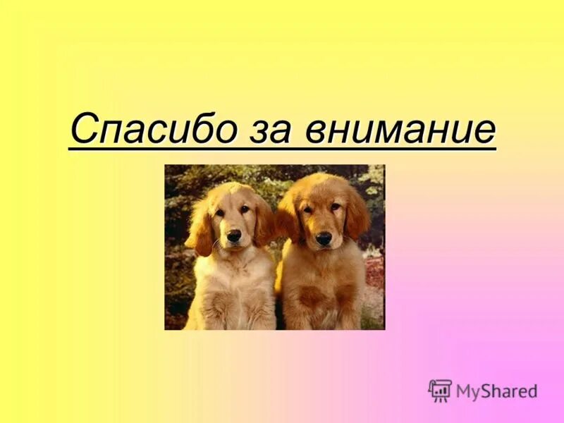 Никитины собака бывает. Собака бывает кусачей только от жизни собачей. Собака бывает кусачей презентация. Проект на тему собаки бывают кусачие. Рисунок на тему собака бывает кусачей.