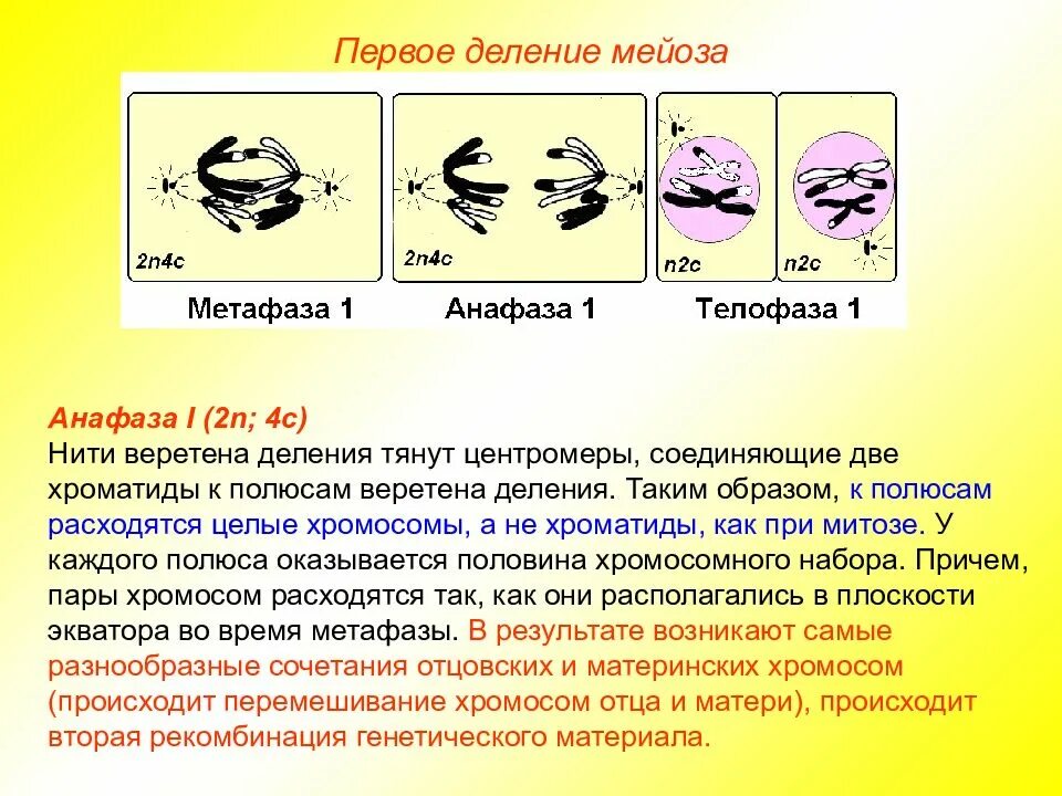 Редукция числа хромосом происходит во время. Деление клетки мейоз анафаза 2. Анафаза 1 деления мейоза. Мейоз 2 метафаза 2. Мейоз 2 анафаза 2.