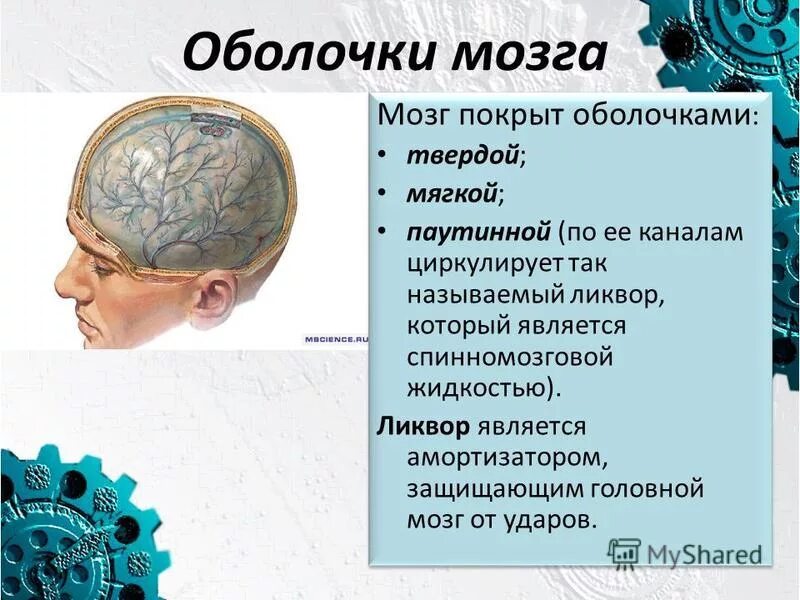 Мозг и его оболочки. Мембраны головного мозга. головной мозг презентация. оболочки головного мозга. оболочки покрывающие головной мозг.