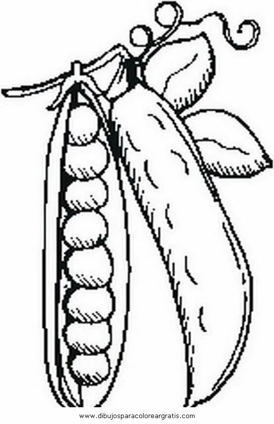 Горох карандашом. Стручок гороха раскраска. Горох раскраска для детей. Горох для раскрашивания для детей. Стручок гороха раскраска для детей.