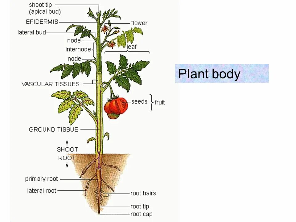 Строение томата схема. Формировать помидоры в 2 стебля. Анатомические растений на английском. Цикл развития помидора.