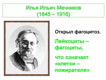 Ученый открывший явление фагоцитоза