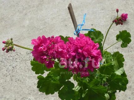Малиновая герань