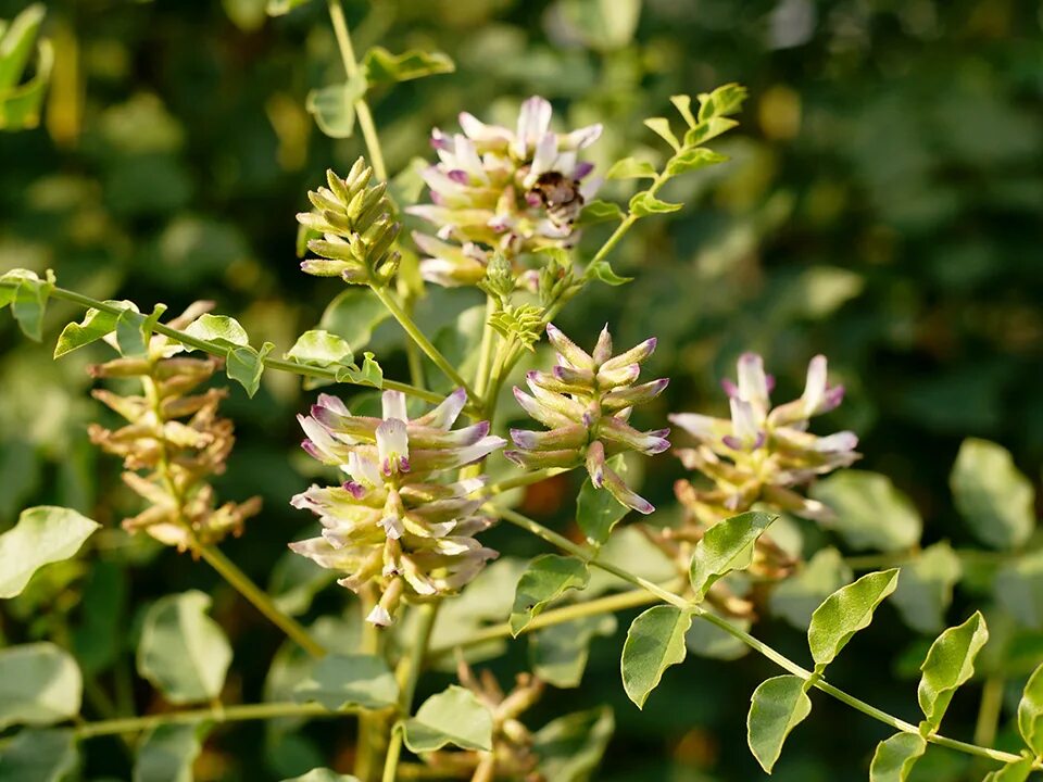 Солодка Glycyrrhiza glabra. Солодка Уральская (Glycyrrhiza uralensis). Glycyrrhiza glabra Seeds. Glycyrrhíza glabra.