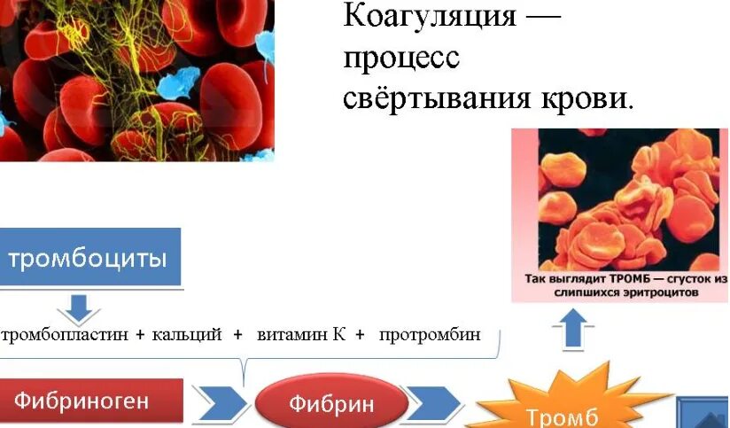 Компонент свертывающей системы плазмы крови. Тромбоциты механизм свертывания крови. Патологии, нарушающие процесс свертывания крови. Тромбоциты процесс свертывания крови. Факторы образования тромба