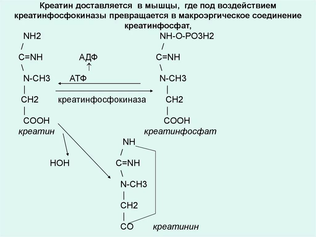 Креатинфосфат формула биохимия. Синтез креатина, креатинфосфата, креатинина. Креатин АТФ креатинфосфат. Образование из креатинфосфата креатина биохимия. Креатинин действие