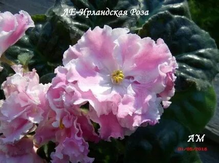 Irish rose