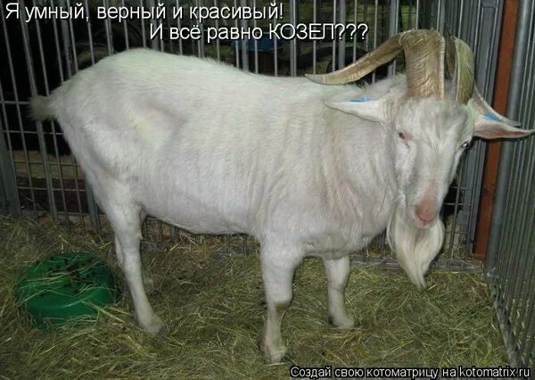 Смешная коза. Хочу козу. Козел какой же ты козел. Надпись козел. Козел какой же ты козел.