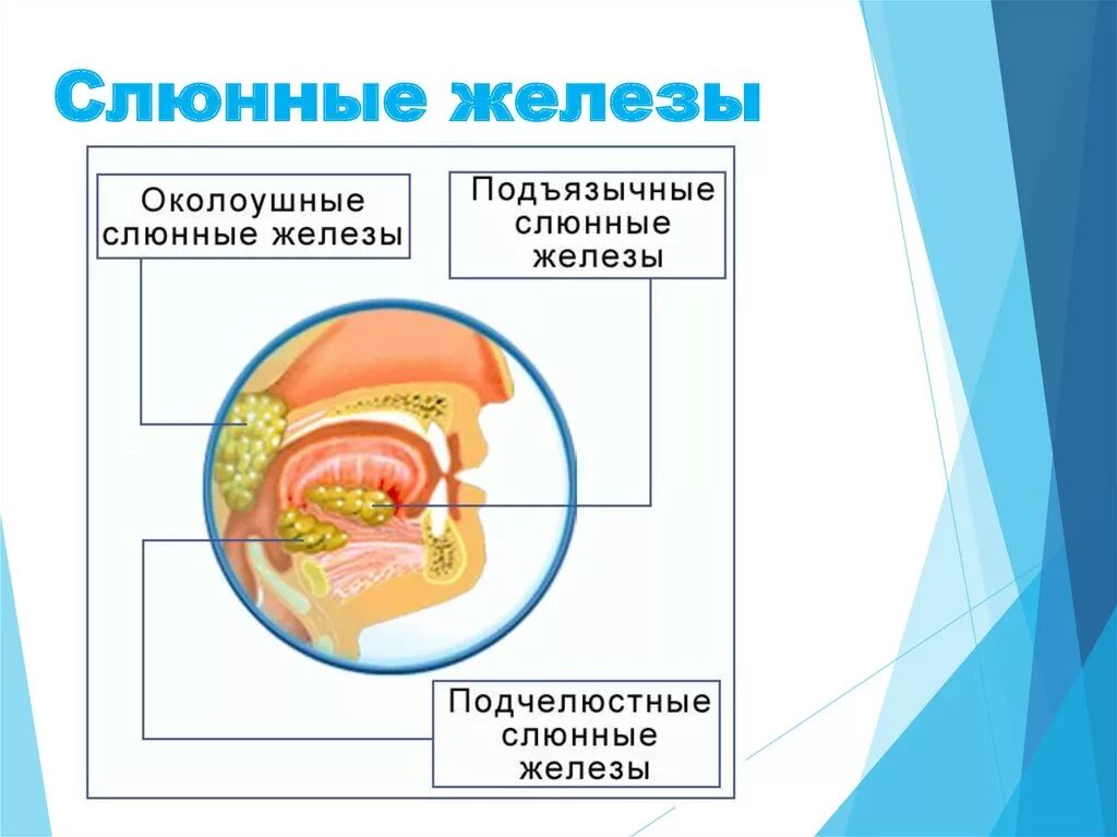 Функция слюнной железы в пищеварительной системе. Слюнные железы биология 8 класс. Секреторная функция слюнных желёз ротовой полости. Слюнные железы 9 класс биология.