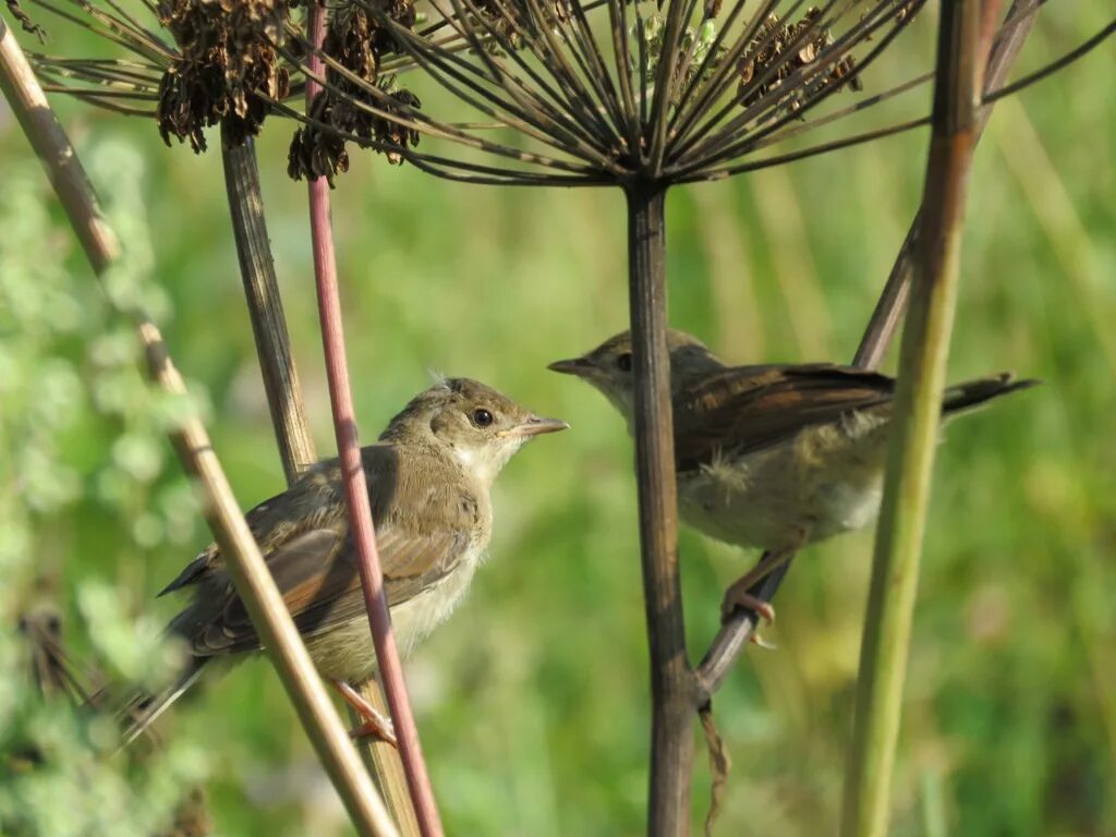 Славка серая птица кормит. Славка говорунчик. Whitethroat Bird. Птичка Славка в красной смородине-кто.