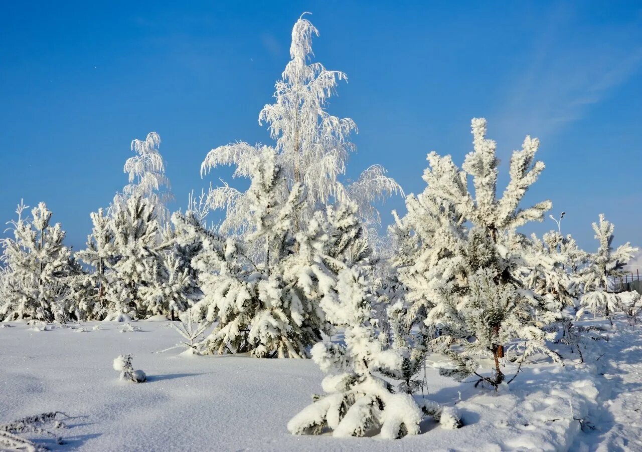 природа зима. крещенские морозы фото. Environment trees winter. зима на природных территориях. зимних природных территориях.