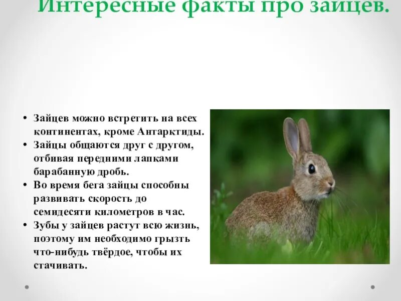 Почему зайчат называют. Текст описание про зайца 3 класс. Интересные факты о зайцах. Доклад про зайца. Интересные факты о зайцах для детей.
