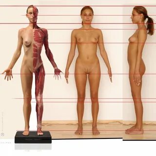 Женская анатомия тела (64 фото) .