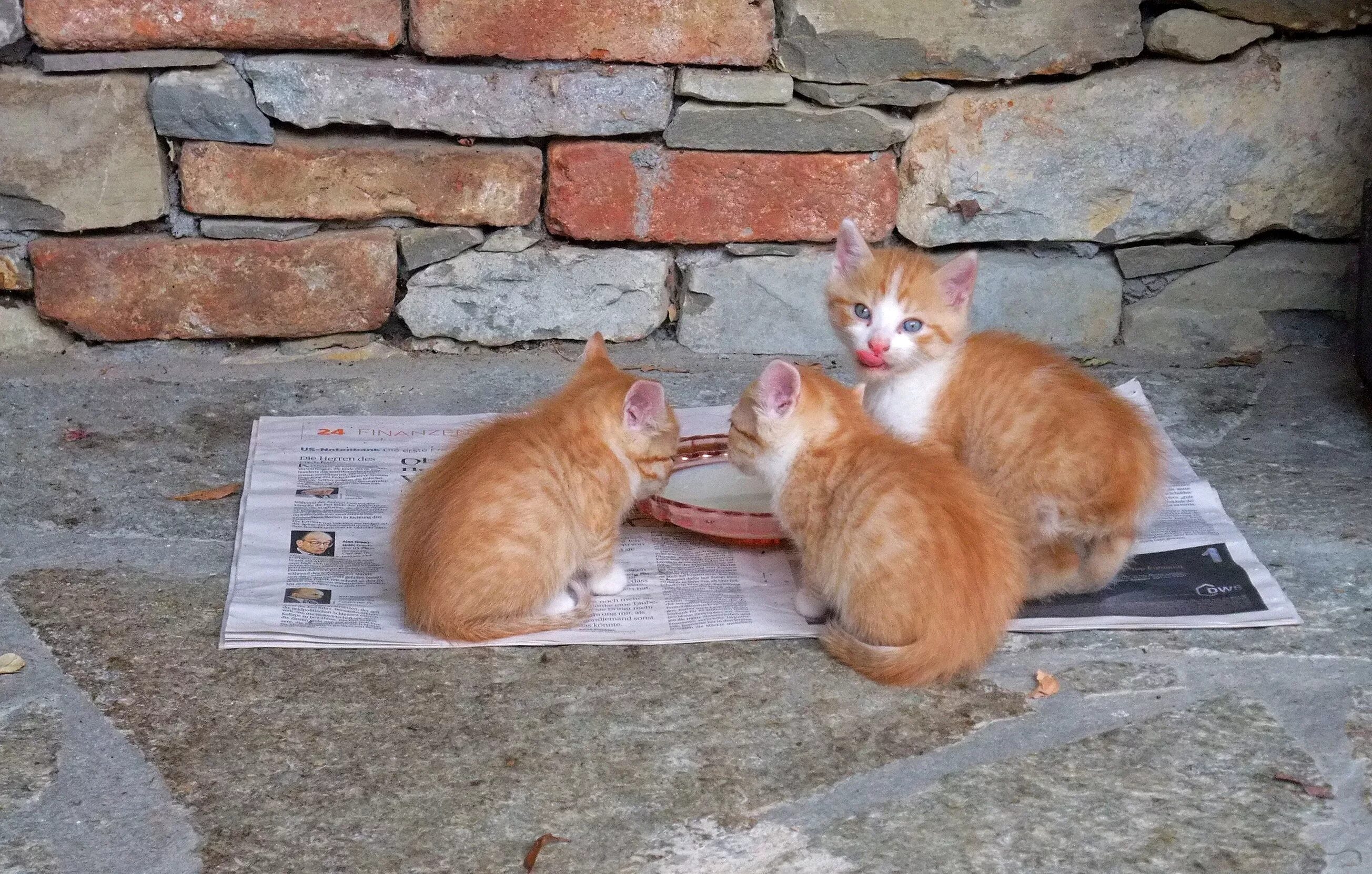 Кормить много кошек. Бездомные кошки. Рыжий котёнок на улице. Уличные котята.