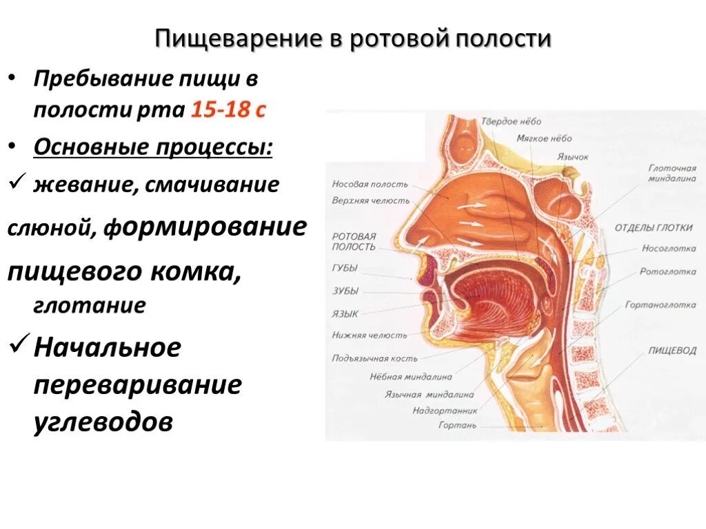 Химическое пищеварение в ротовой полости. Процесс пищеварения в ротовой полости человека. Схема процессов пищеварения в ротовой полости. Функции ротовой полости в процессе пищеварения. Строение ротовой полости в процессе пищеварения.