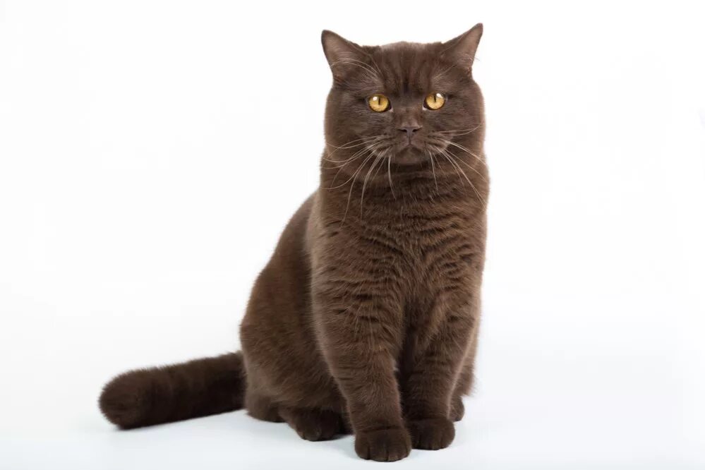 Коричневый кот британец. Британец страйт шоколадный. Коричневый кот британец. Шоколадный британец вислоухий. Британская короткошёрстная кошка шоколадного цвета.