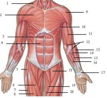 Chest Muscles (Pictures McGraw Hill) Diagram, Quizlet