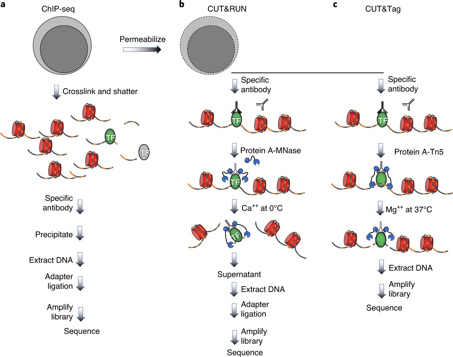 Тег метод. Chip seq. Biomarkers epigenomic.