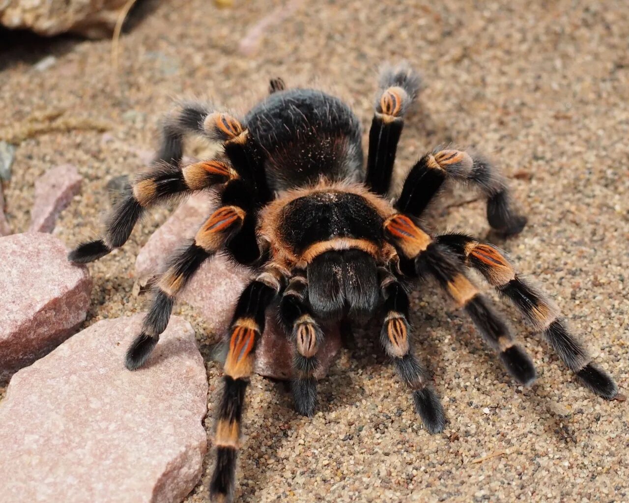 Паук нанду колоратовилосус. Как выглядит тарантул. Мизгирь паук домашний. Паук тарантул. Паук тарантул.