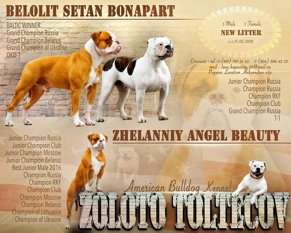 Ркф английский бульдог. Кадебо стандарты породы ркф. Американский бульдог стандарт породы ркф. Французский бульдог стандарт породы ркф окрас. Английский бульдог стандарт породы ркф.