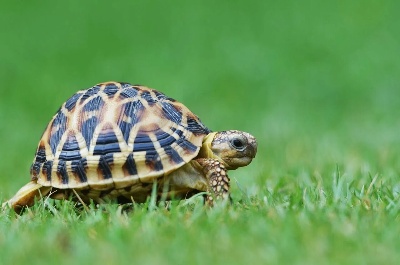Глазчатая черепаха Сухопутные черепахи. Черепаха сухопутная домашняя. Милые Сухопутные черепахи. Черепаха милая.