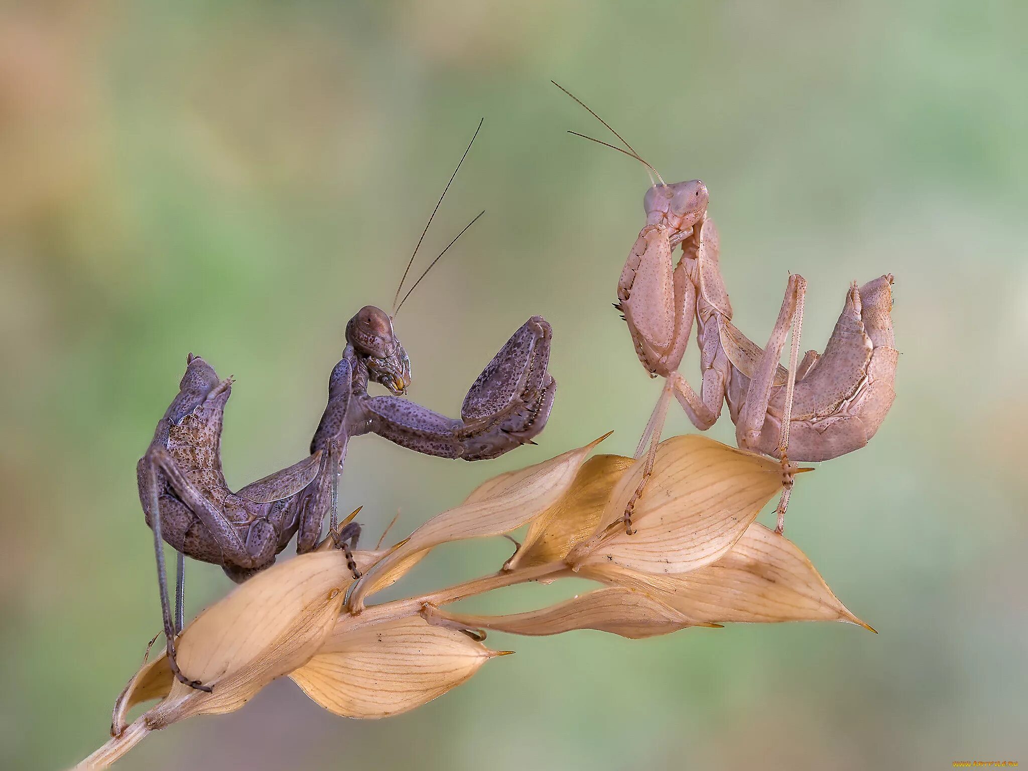Богомол в башкирии. Ischnomantis gigas богомол. малазийский орхидейный богомол. орхидейный богомол голубой.